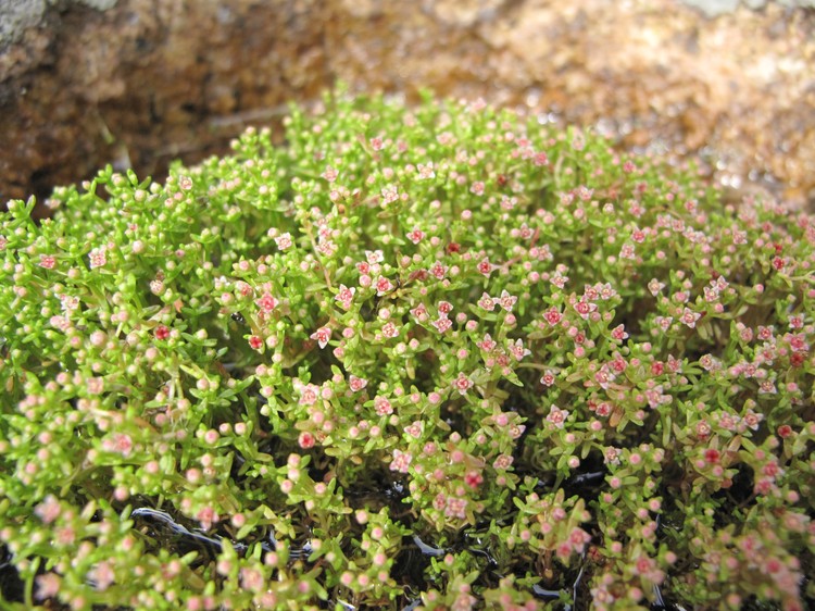 Crassula vaillantii